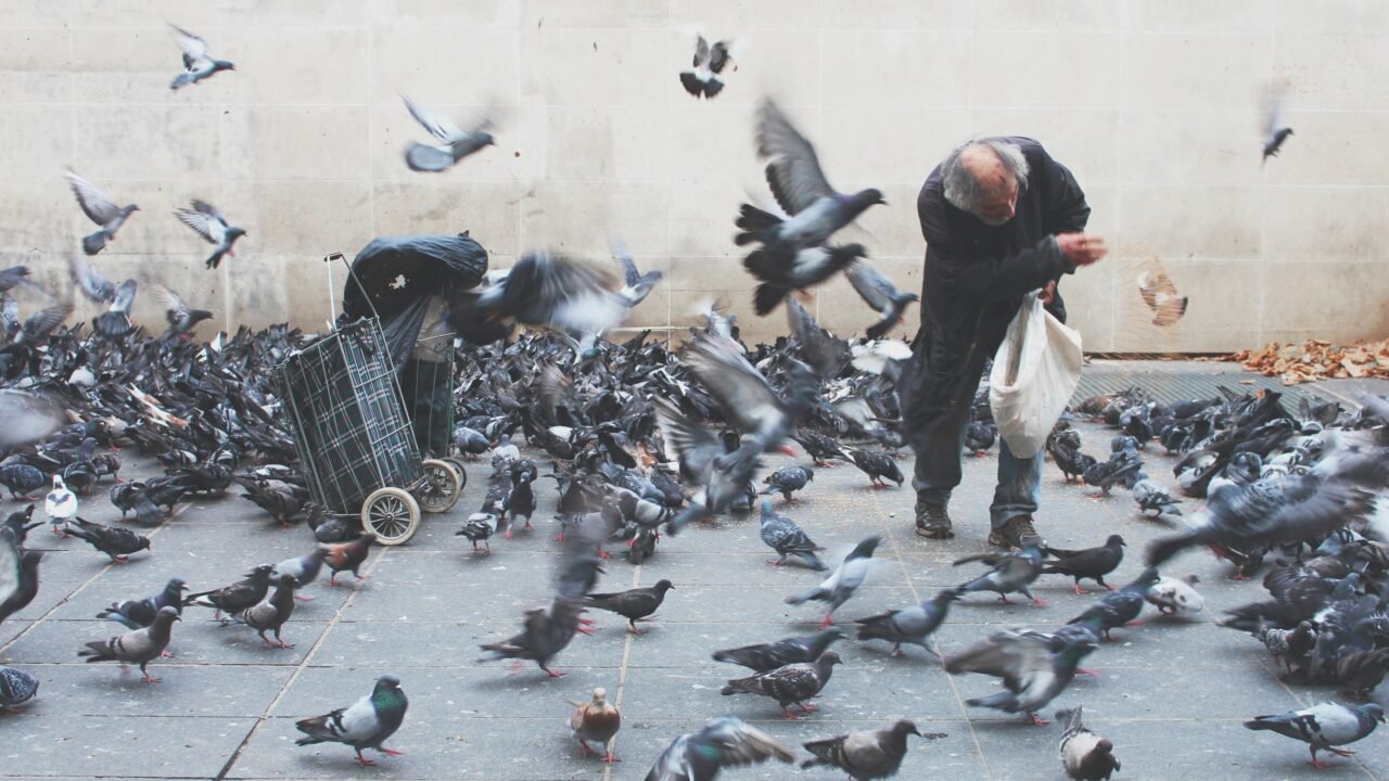 Wincompanion: Streamlining Pigeon Racing with Smart Race Management Tools